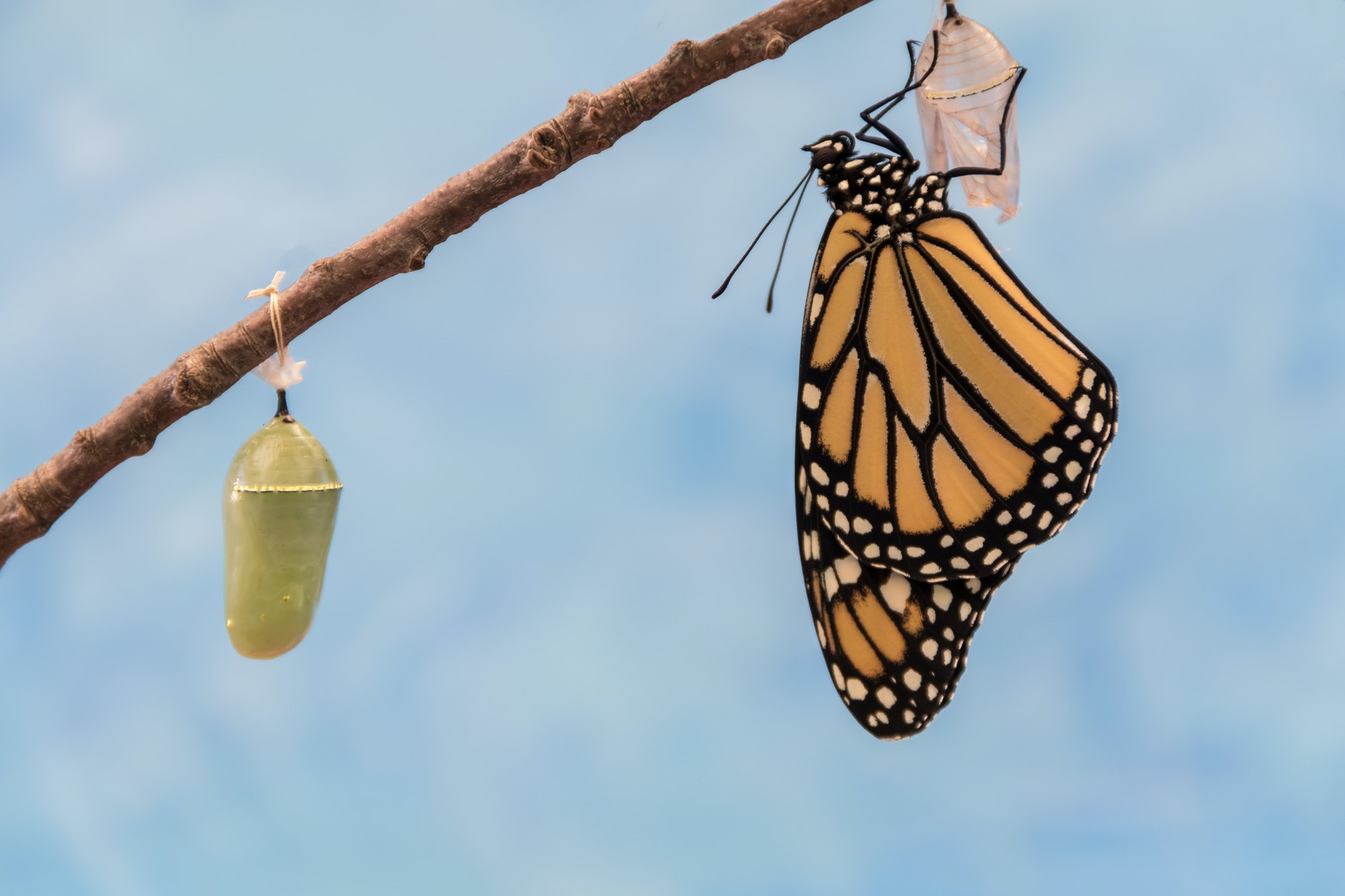 Monarch Butterfly emerges from Chrysalis dries wings blue background