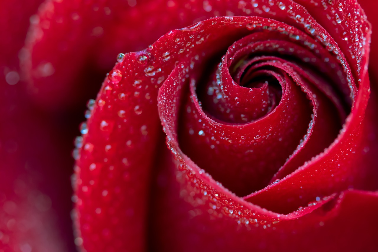 rose, flower, dew