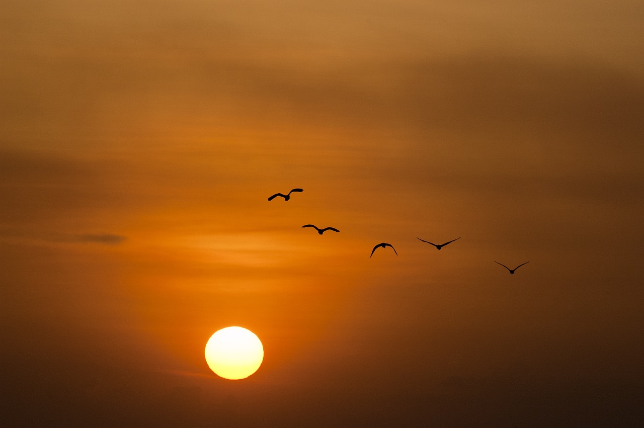 sunset, sea, sun