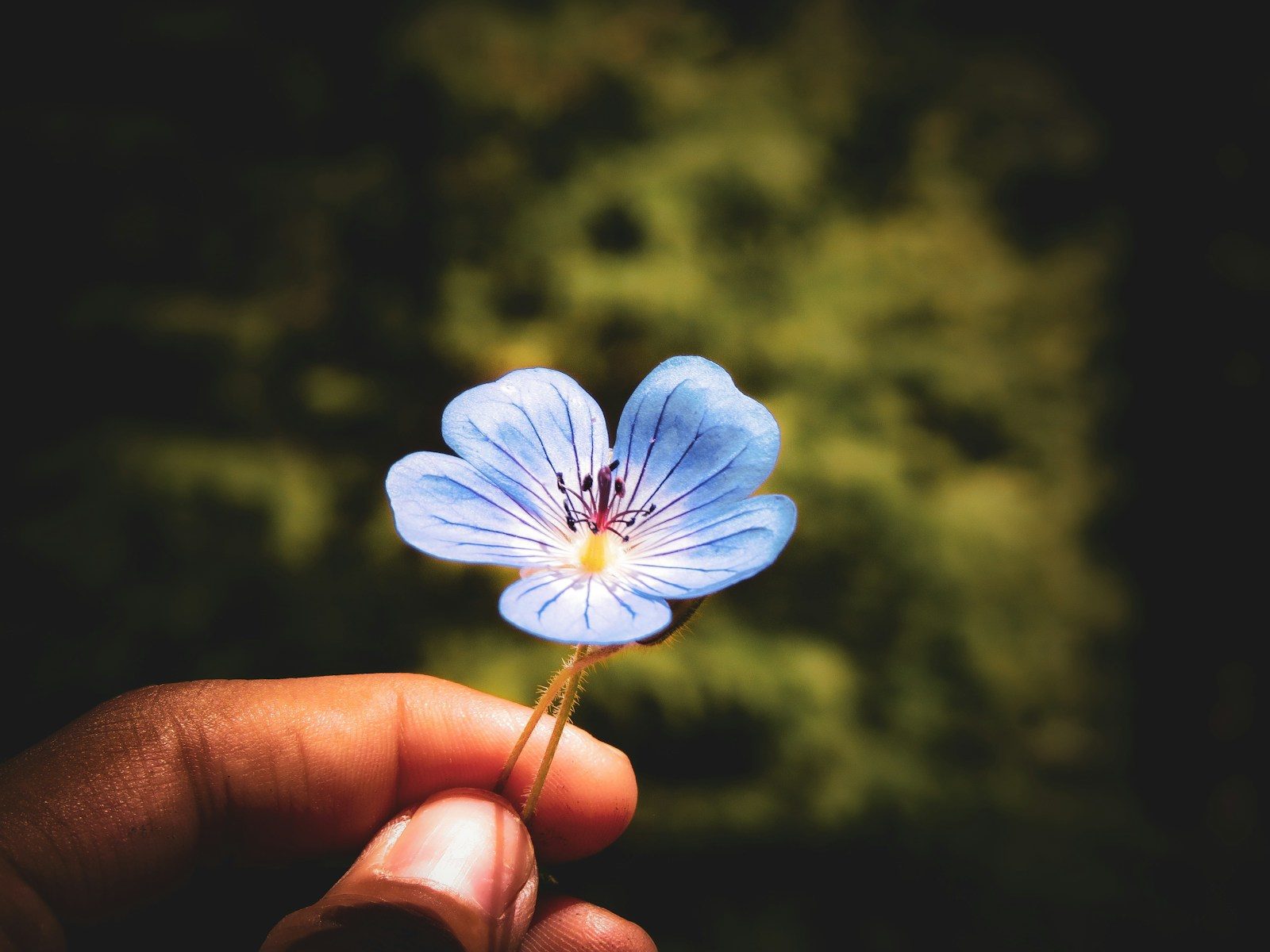a hand holding a small blue flower