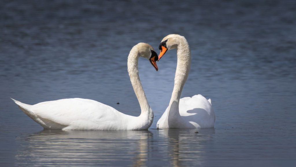 Elegant swans forming a heart shape while swimming gracefully in a serene lake.
